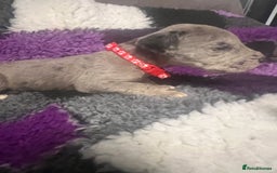 Great Dane dogs for sale: READY NOW PURE BRED GREAT DANE PUPPIES FOR SALE - Image 19