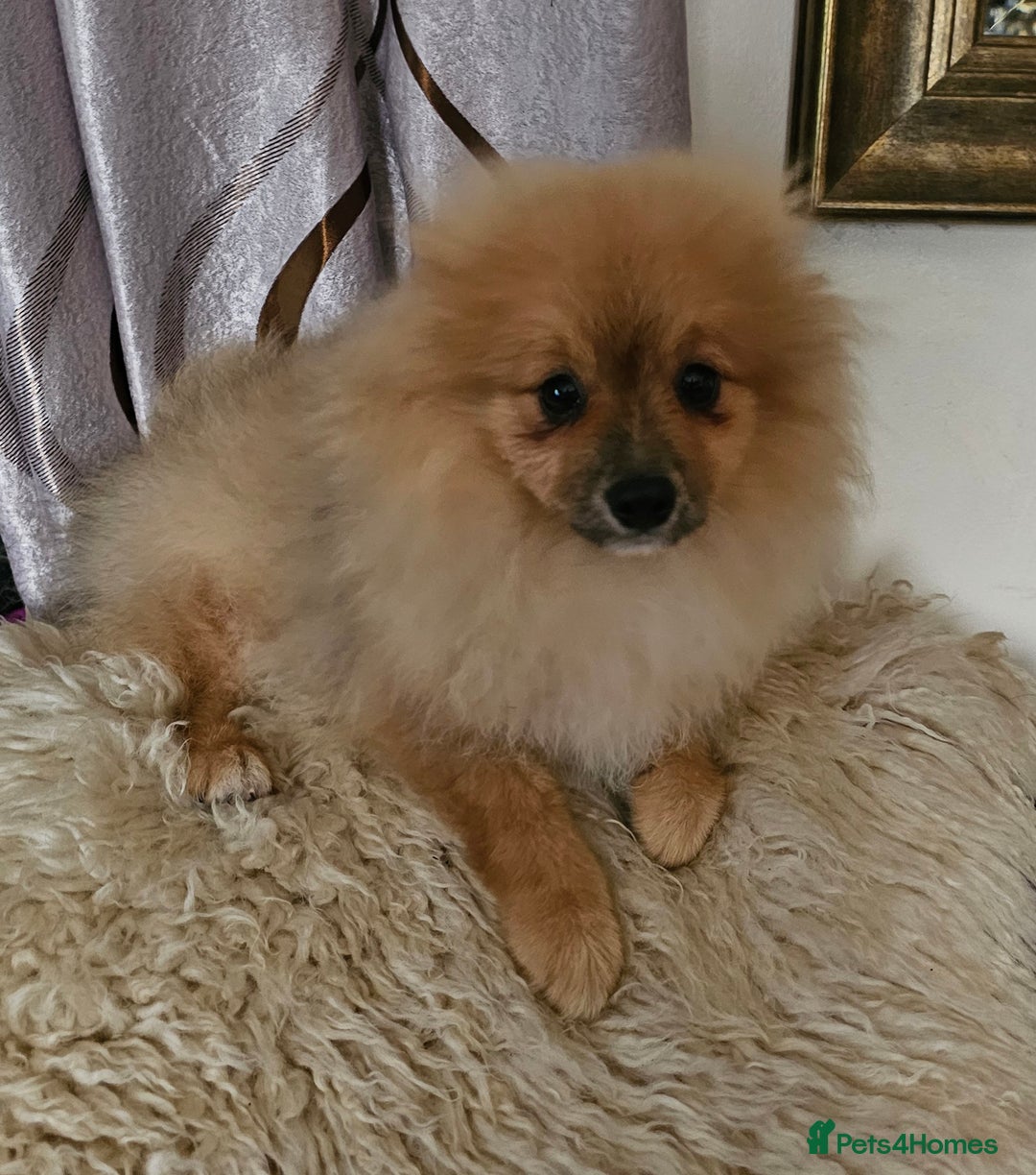Pomeranian dogs for sale: POMERANIAN Puppies  - Image 7