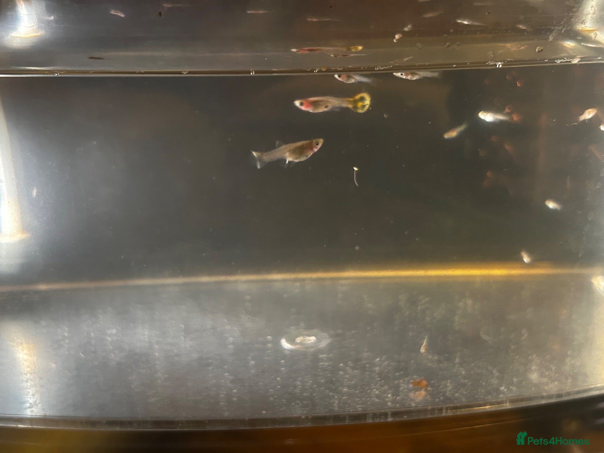Other/Mixed Breed fish Baby guppy fish for sale  - Advert 1