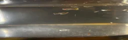 Other/Mixed Breed fish for sale: Baby guppy fish for sale  in Ashford - Advert 1