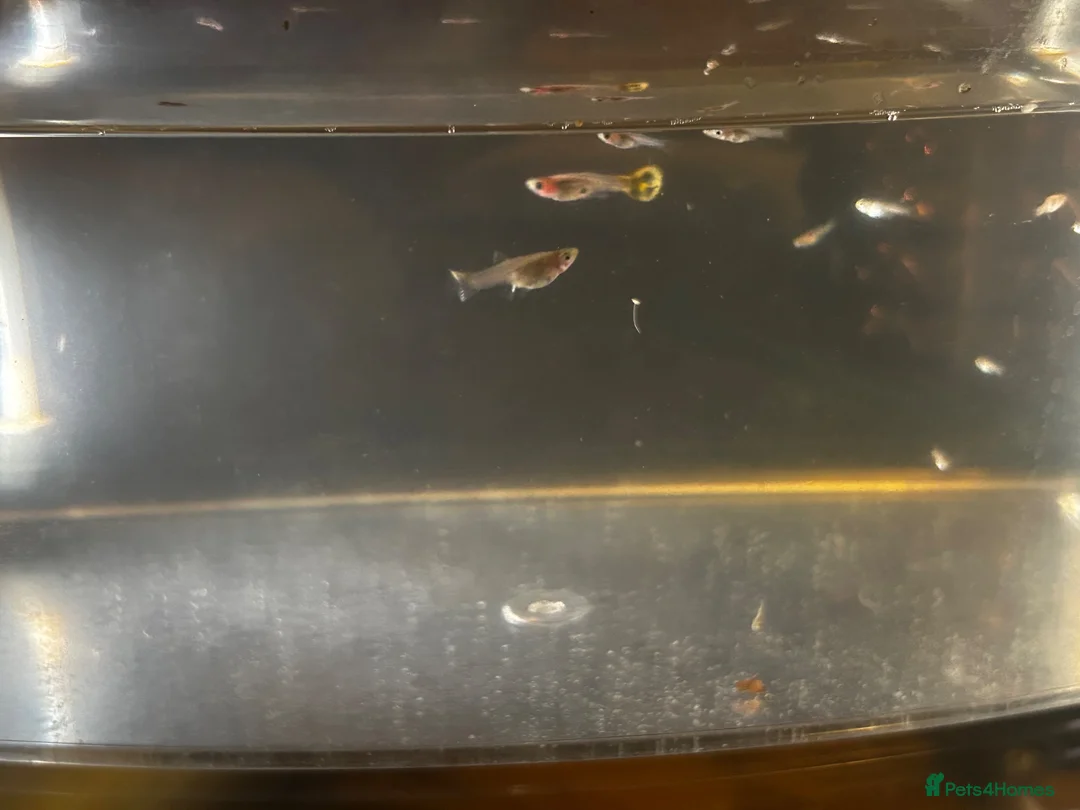 Other/Mixed Breed fish for sale: Baby guppy fish for sale  in Ashford - Advert 1