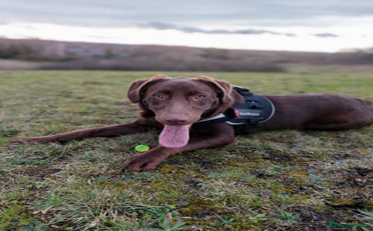 Labrador Retriever dogs - Advert 14