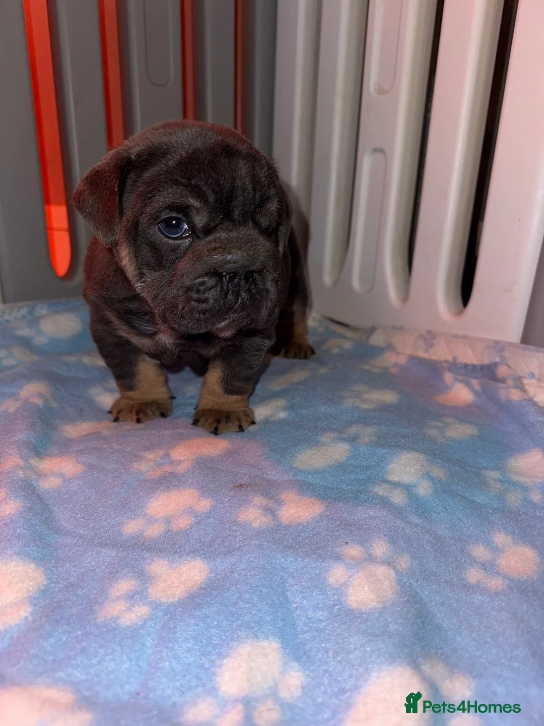 English Bulldog dogs for sale: KOBE X DARLA 5x SMALL COMPACT UNREAL🔥 - Advert 34