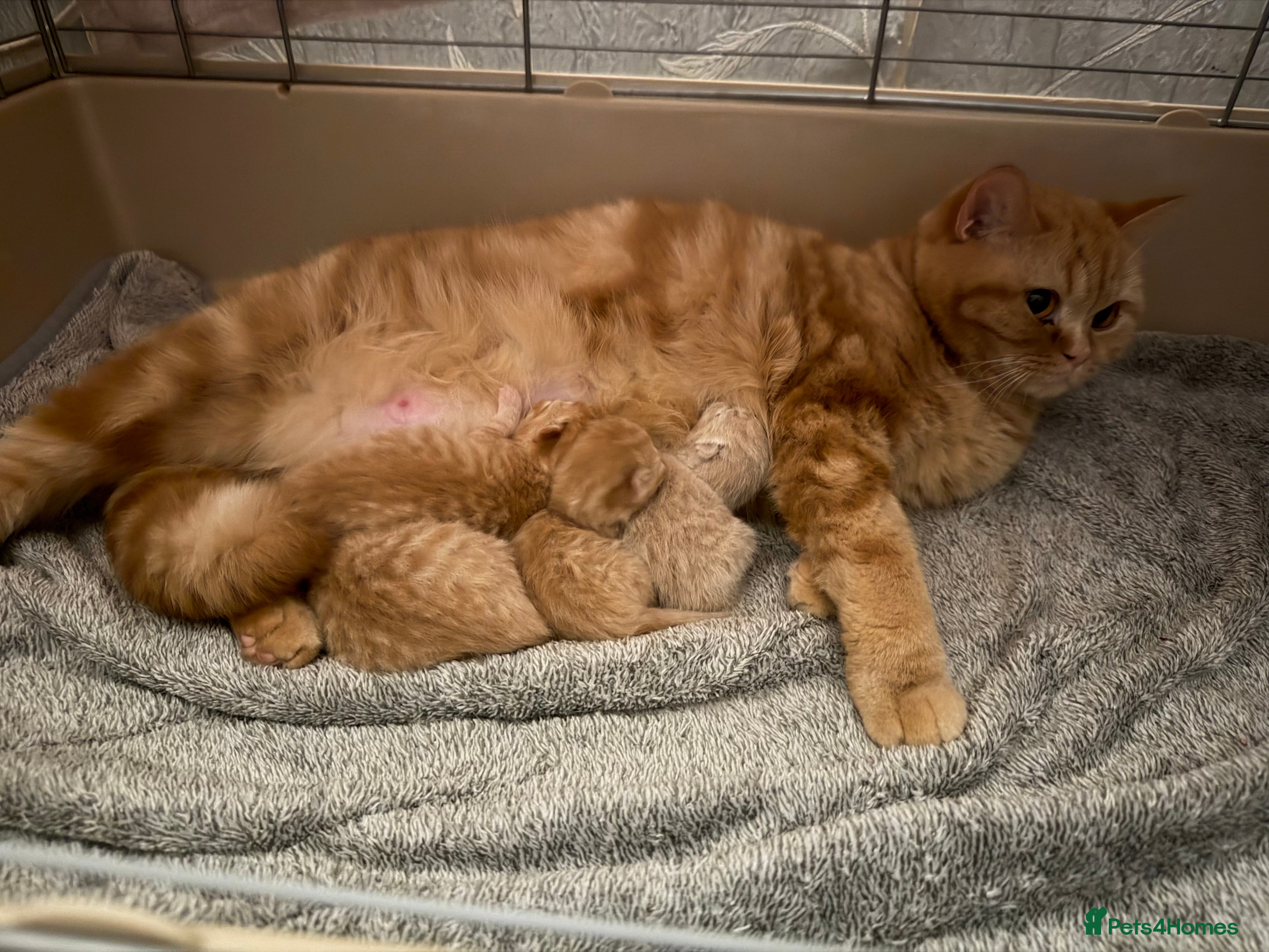 British Shorthair cats RED BRITISH SHORTHAIR KITTENS - Advert 1