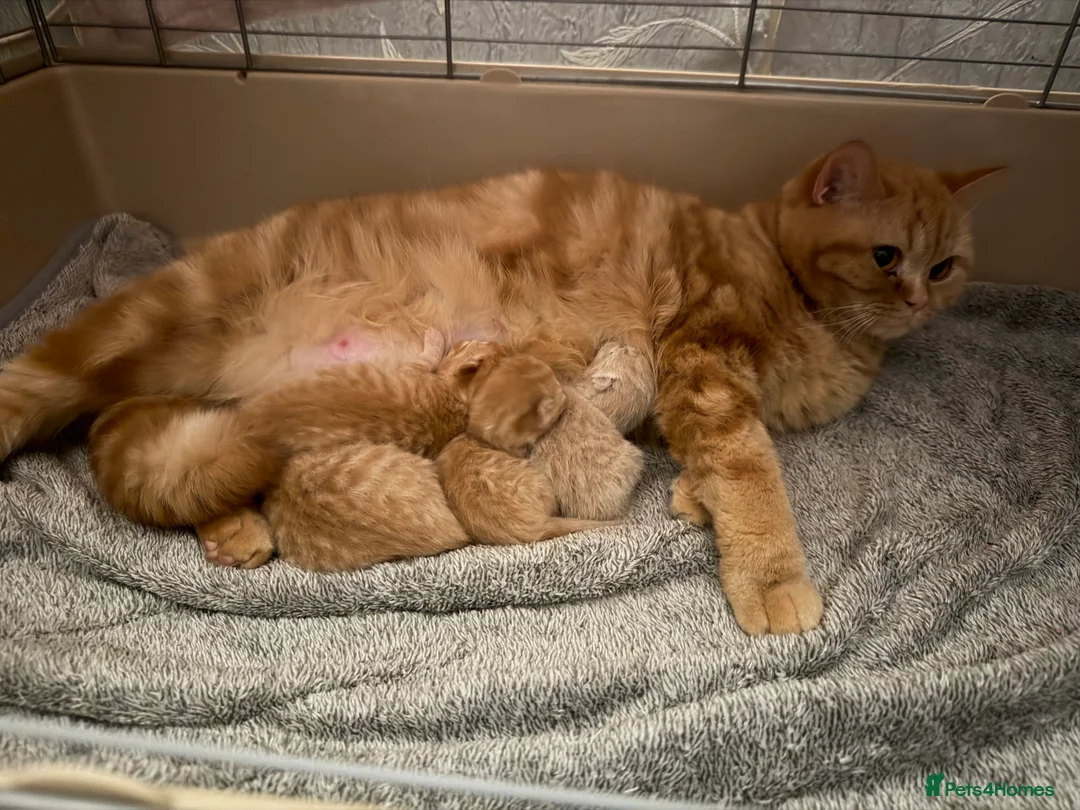 British Shorthair cats for sale: RED BRITISH SHORTHAIR KITTENS - Advert 1