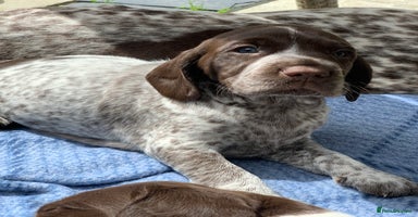 Mixed Breed dogs - Advert 4