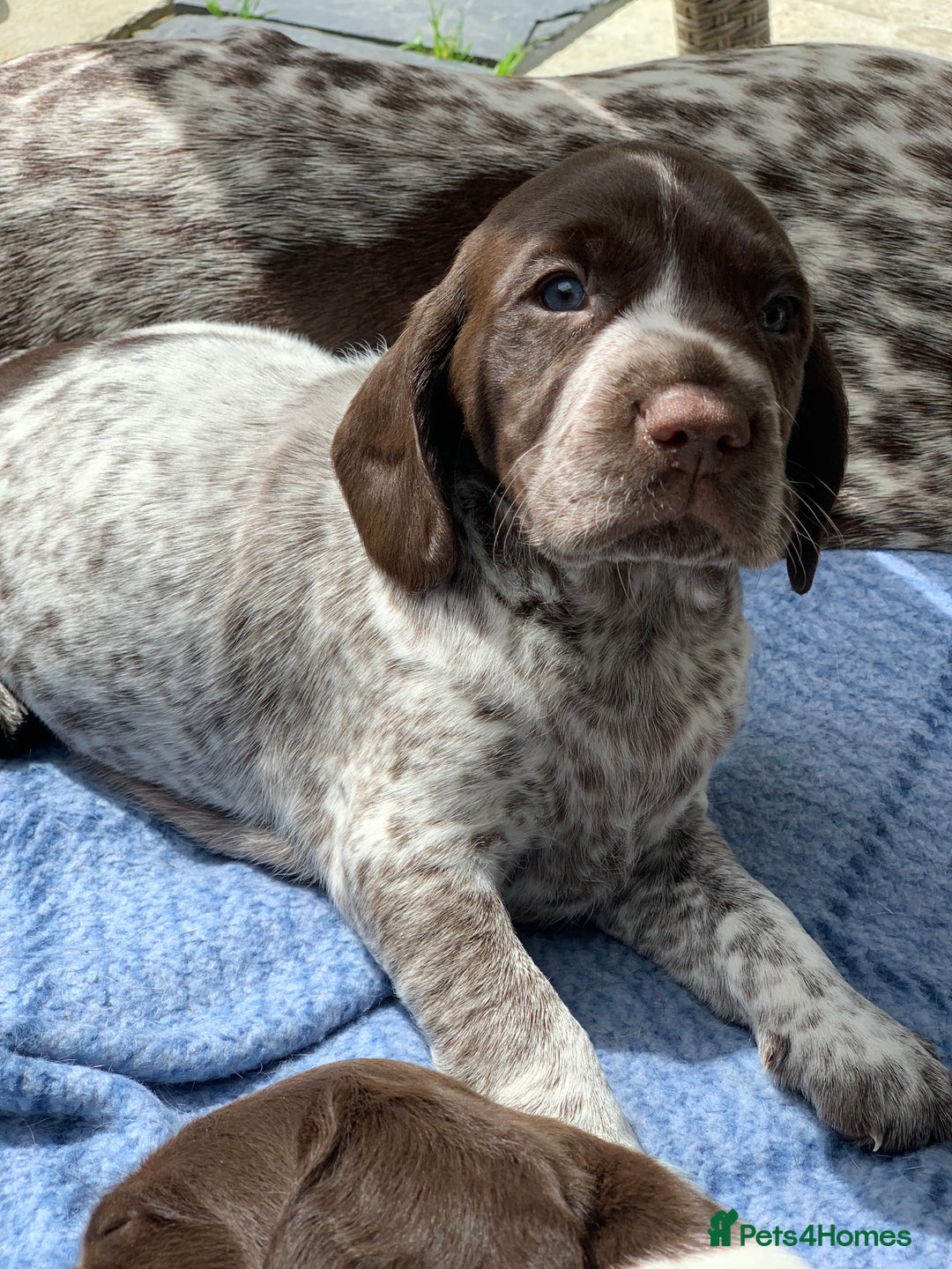 Mixed Breed dogs for sale: GSP X Springer pups (3 left) Northern Ireland  - Image 2