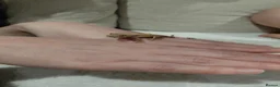 Gecko reptiles for sale: Crested gecko with full bio set up - Advert 18