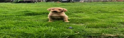 Labrador Retriever dogs for stud: “Yellow Valey”  in Cheltenham - Advert 27