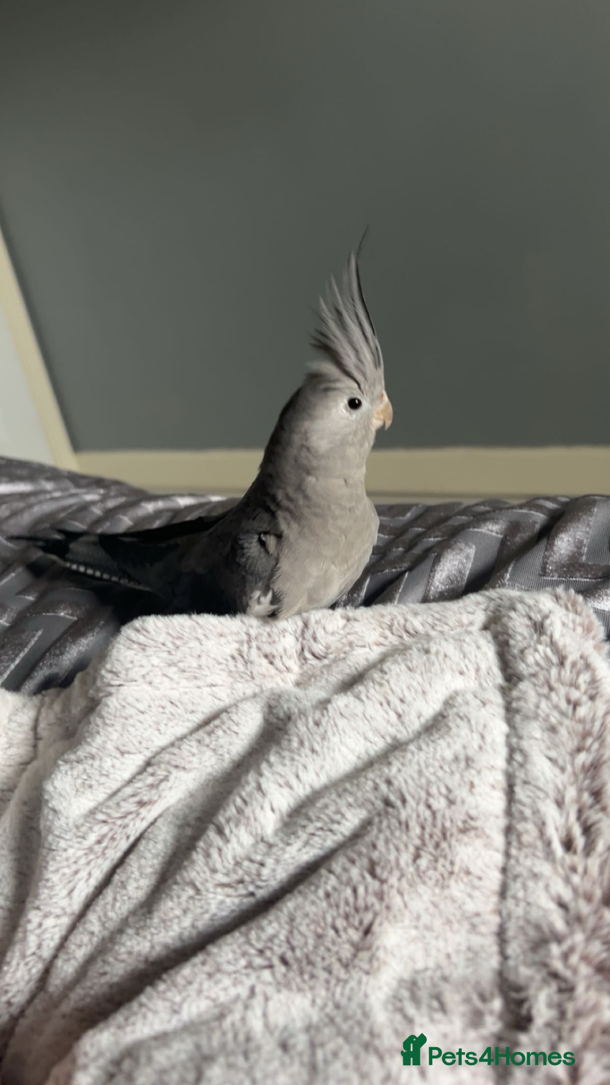 Cockatiels birds Cockatiel for sale - Advert 16