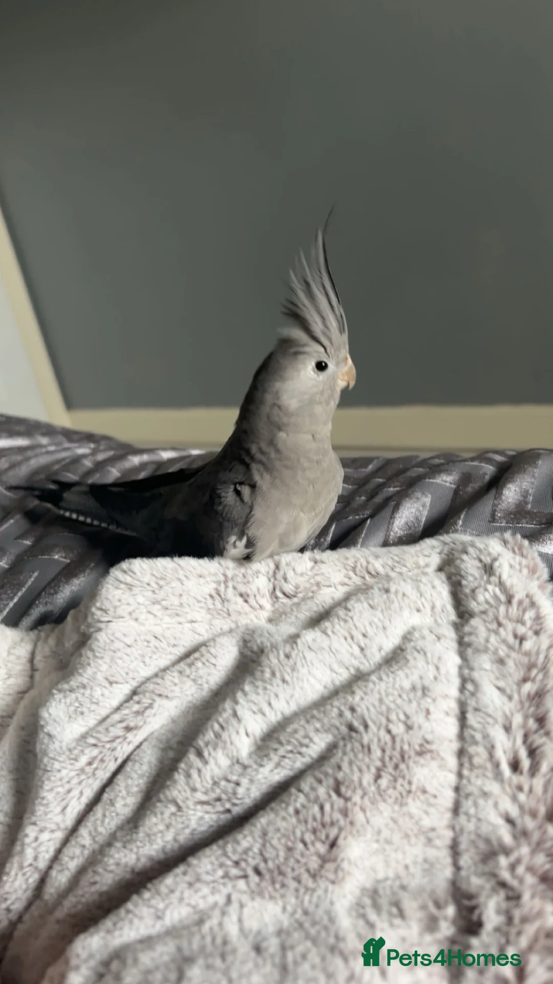 Cockatiels birds for sale: Cockatiel for sale - Advert 1