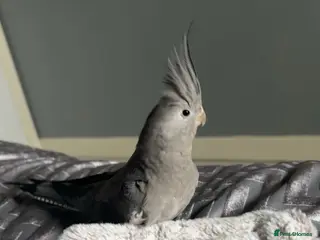 Cockatiels birds Cockatiel for sale - Advert 1