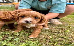 Cavapoo dogs for sale: Stunning cavapoo pups *ready to leave 29th august* - Image 7