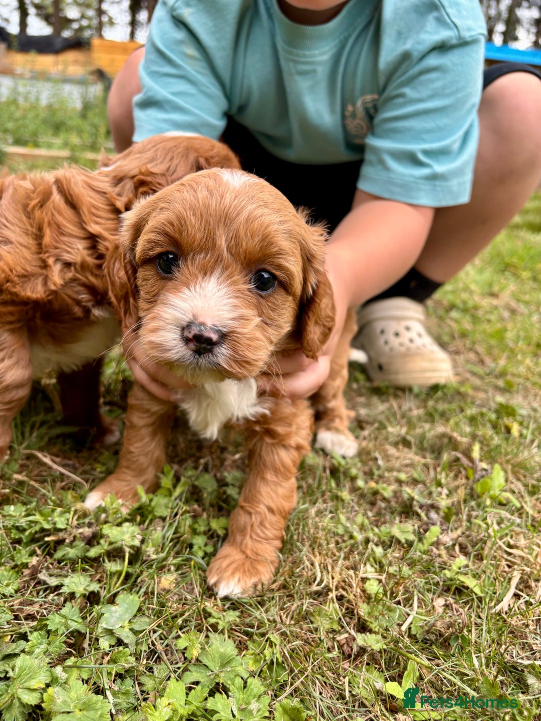 Cavapoo dogs for sale: Stunning cavapoo pups *ready to leave 29th august* - Image 7