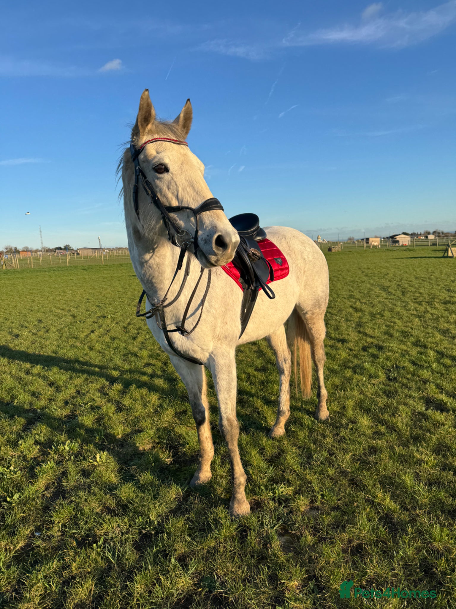 Irish Thoroughbred horses Grey 16hh 9yr old TB mare - Advert 1