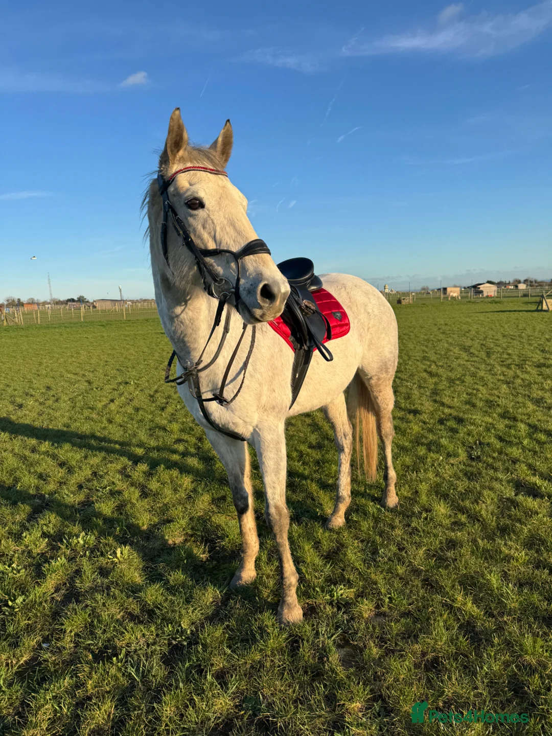 Irish Thoroughbred horses for sale: Grey 16hh 9yr old TB mare in Canterbury - Advert 1