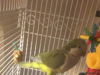 Parakeets birds Diego the monk parakeet in Wolverhampton - Advert 2