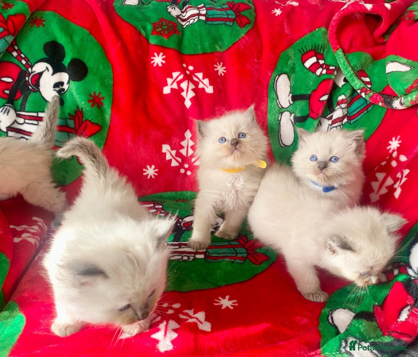 Ragdoll cats Ragdoll kittens - Advert 1