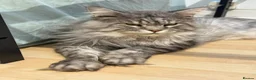 Maine Coon cats for sale: Maine Coon Registered kittens - Advert 5