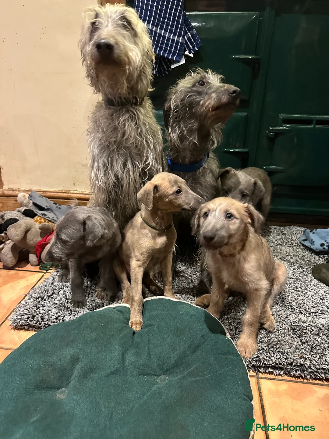 Mixed Breed dogs for sale: 2 grey boy bedlington whippet puppies  - Advert 4