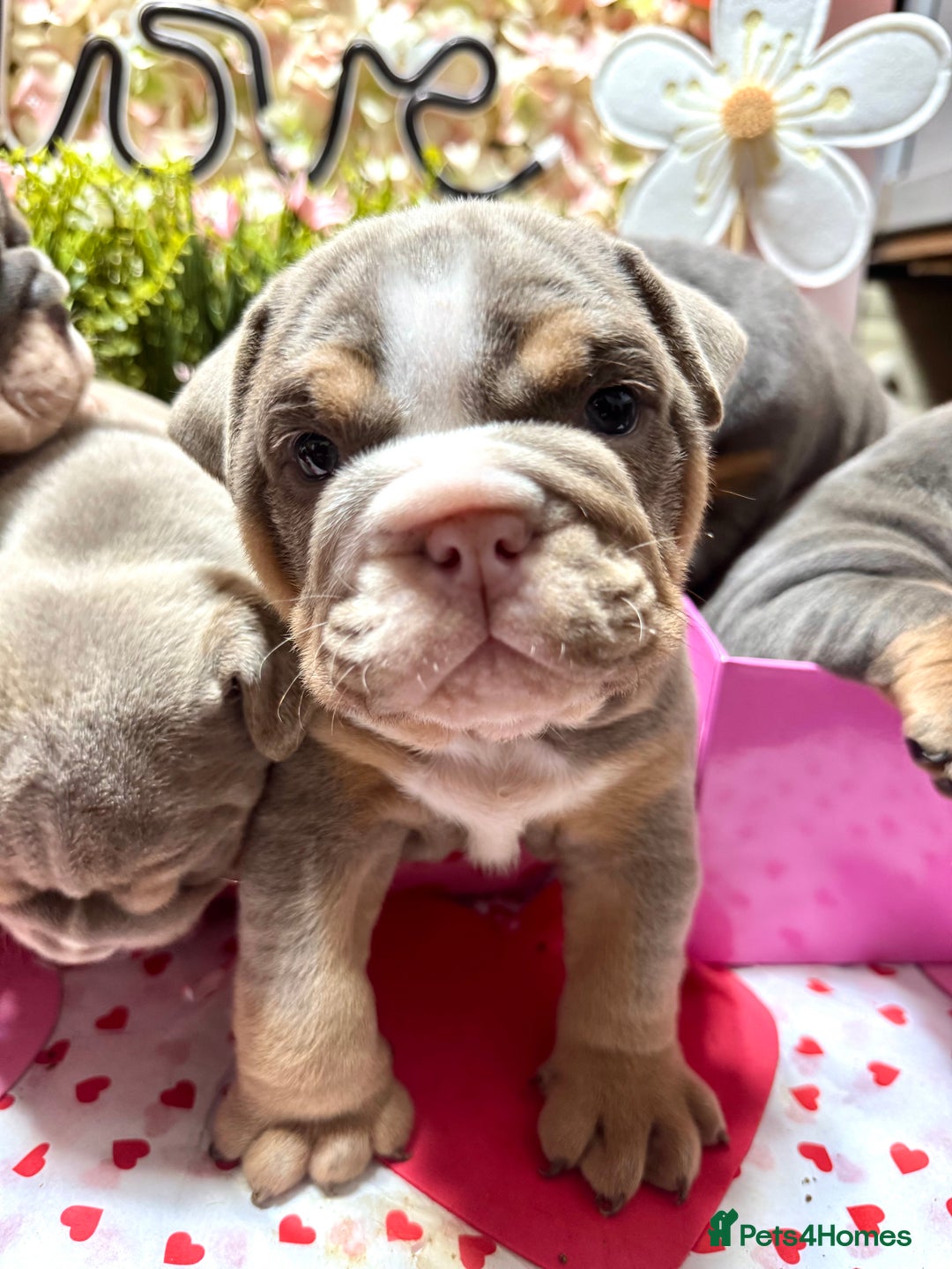 English Bulldog dogs for sale: Elite KC Registered English Bulldog Puppies - Advert 10