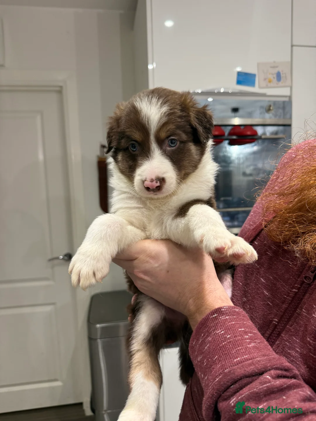 Border Collie dogs for sale: Border Collie red  - Advert 14