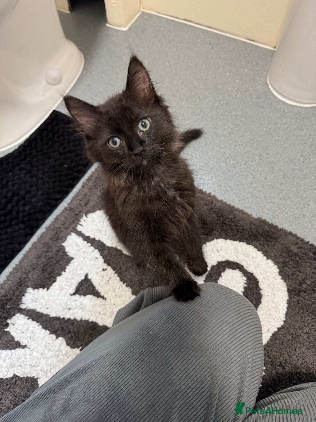 Ragdoll cats for sale: Male Ragdoll - Advert 6