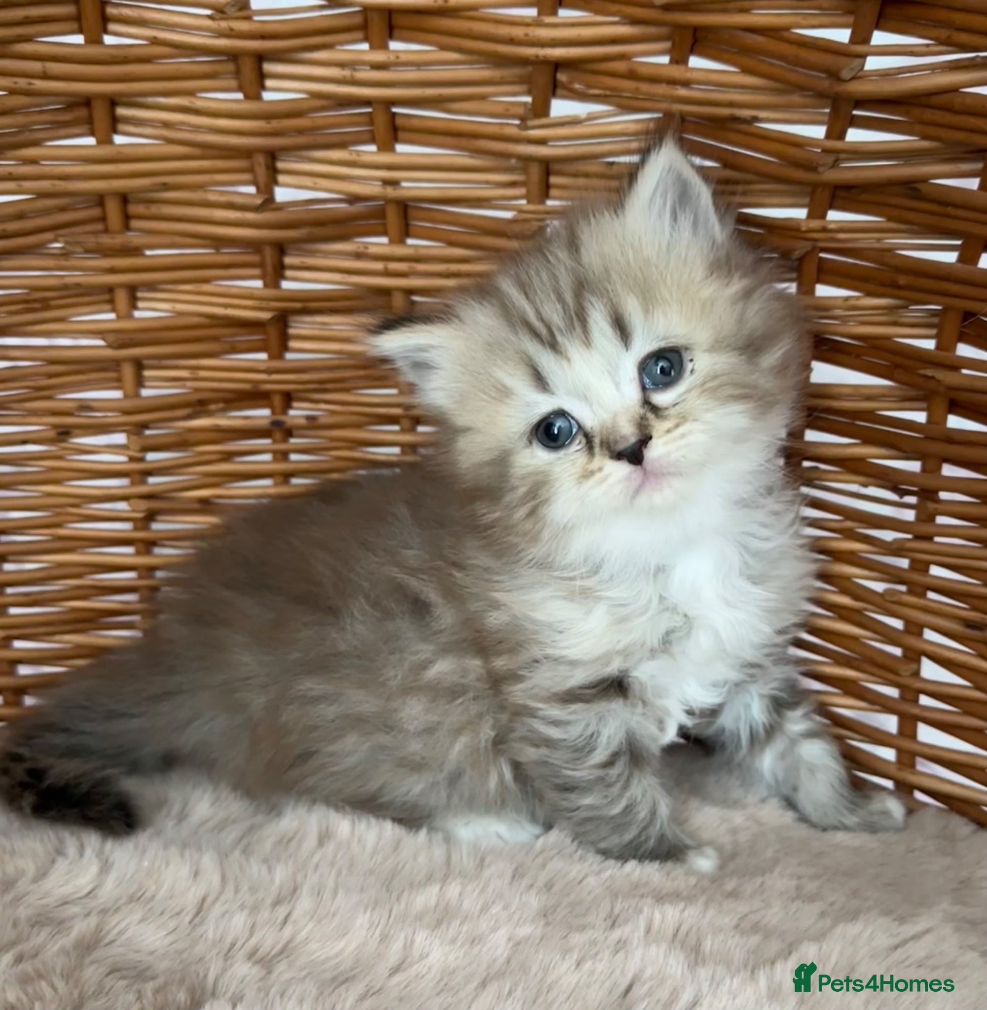 RagaMuffin cats Authentic Pure RagaMuffin Kitten - Advert 12