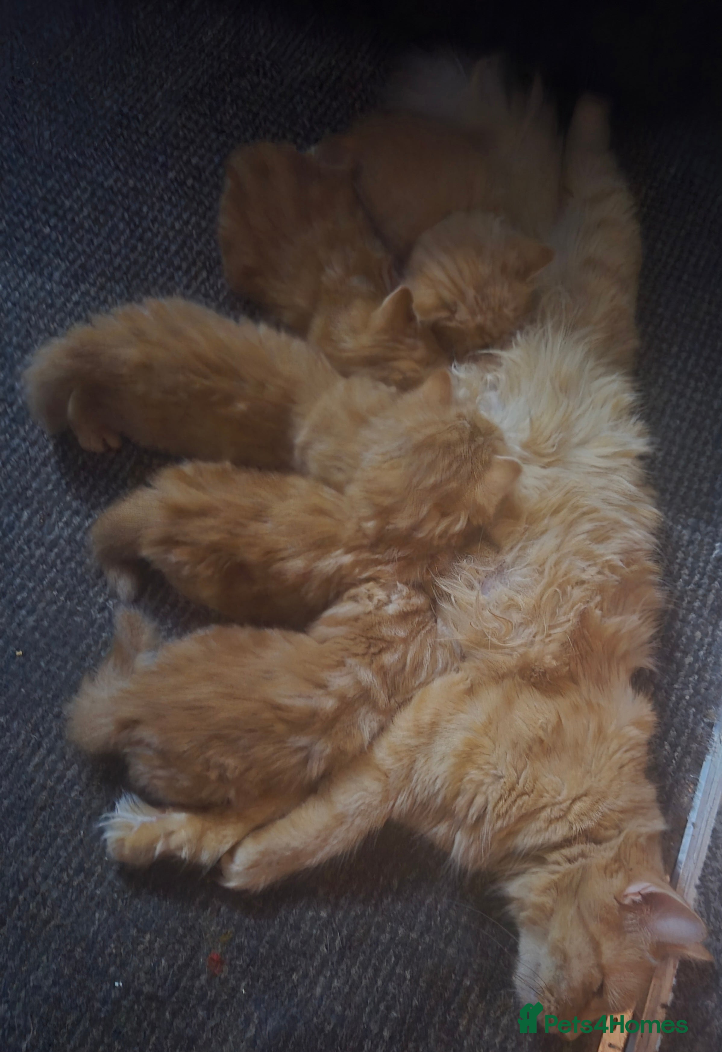 Mixed Breed cats Half maine coon kittens - Advert 1