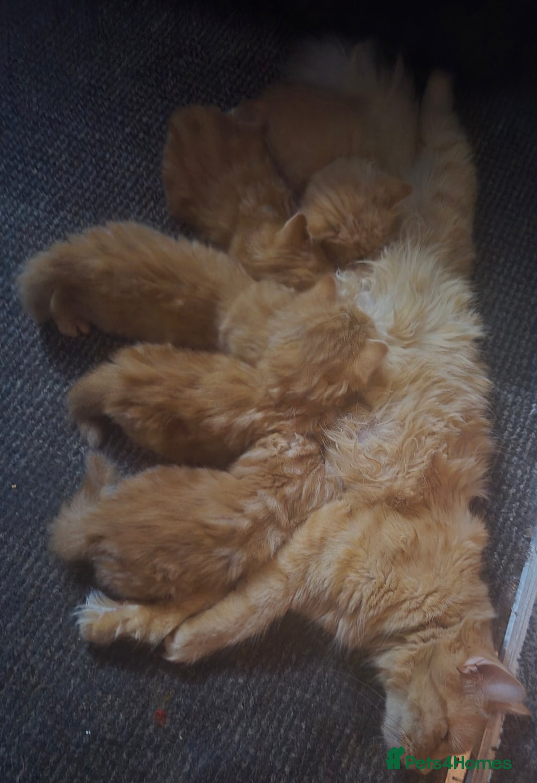 Mixed Breed cats for sale: Half maine coon kittens - Advert 1