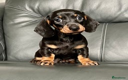 Dachshund dogs for sale: Beautiful miniature dachshund puppies  - Image 8