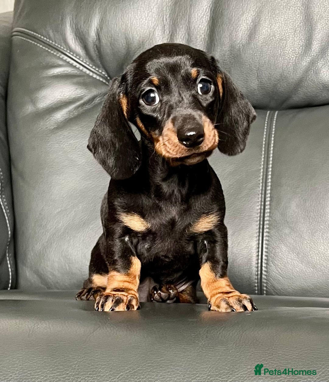 Dachshund dogs for sale: Beautiful miniature dachshund puppies  - Image 8