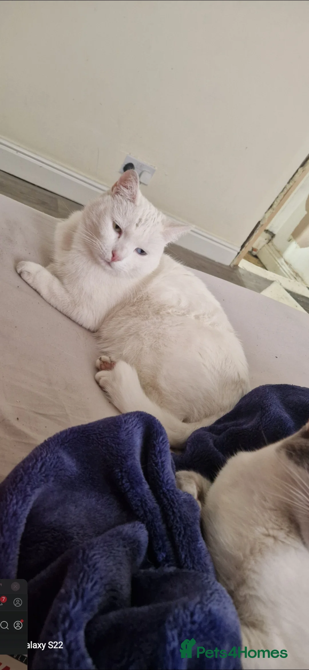 Mixed Breed cats for sale: Half ragdoll - Advert 1