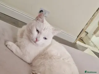 Mixed Breed cats Half ragdoll - Advert 1