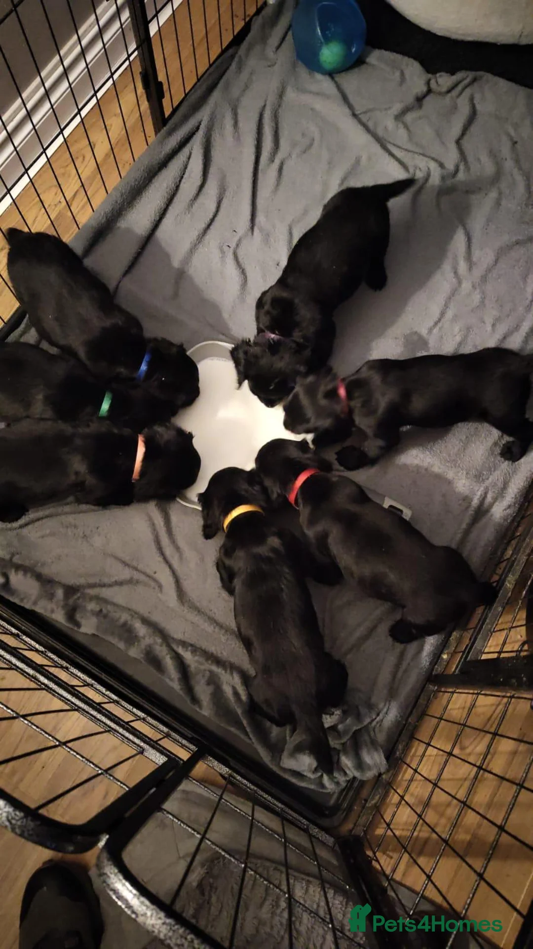 Cocker Spaniel dogs for sale: 1 Male Cocker Spaniel for sale - Advert 3