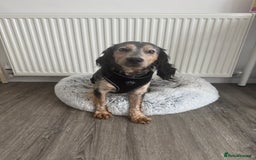 Cocker Spaniel dogs for sale: 2 Year Old boy (Rocky) Cockerspaniel - Image 3