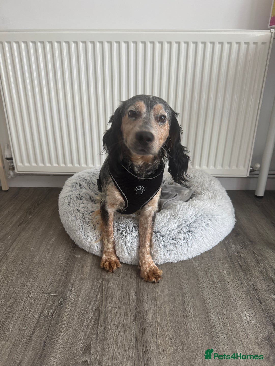 Cocker Spaniel dogs for sale: 2 Year Old boy (Rocky) Cockerspaniel - Image 3