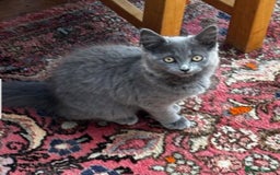Mixed Breed cats for sale: Beautiful grey fluffy kitten  - Image 1