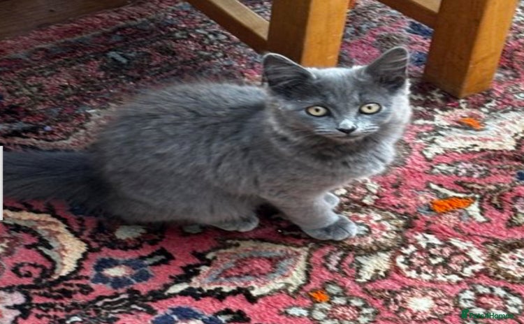 Mixed Breed cats - Advert 5