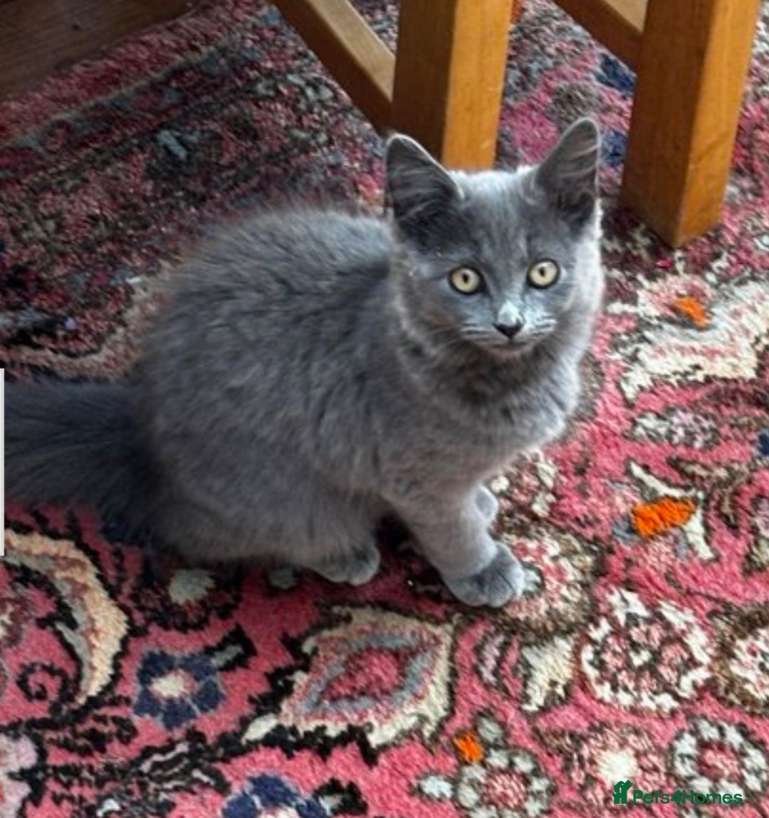 Mixed Breed cats for sale: Beautiful grey fluffy kitten  - Image 1