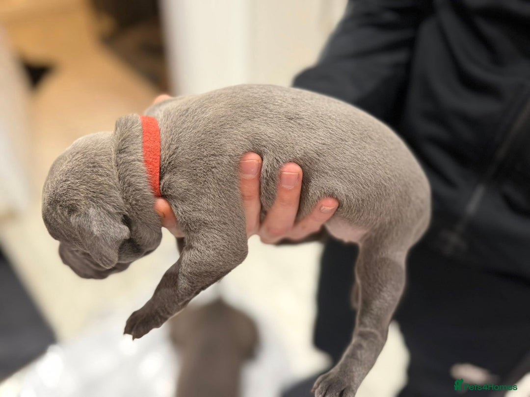 Staffordshire Bull Terrier dogs for sale: KC blue staffordshire bull terrier - Advert 8