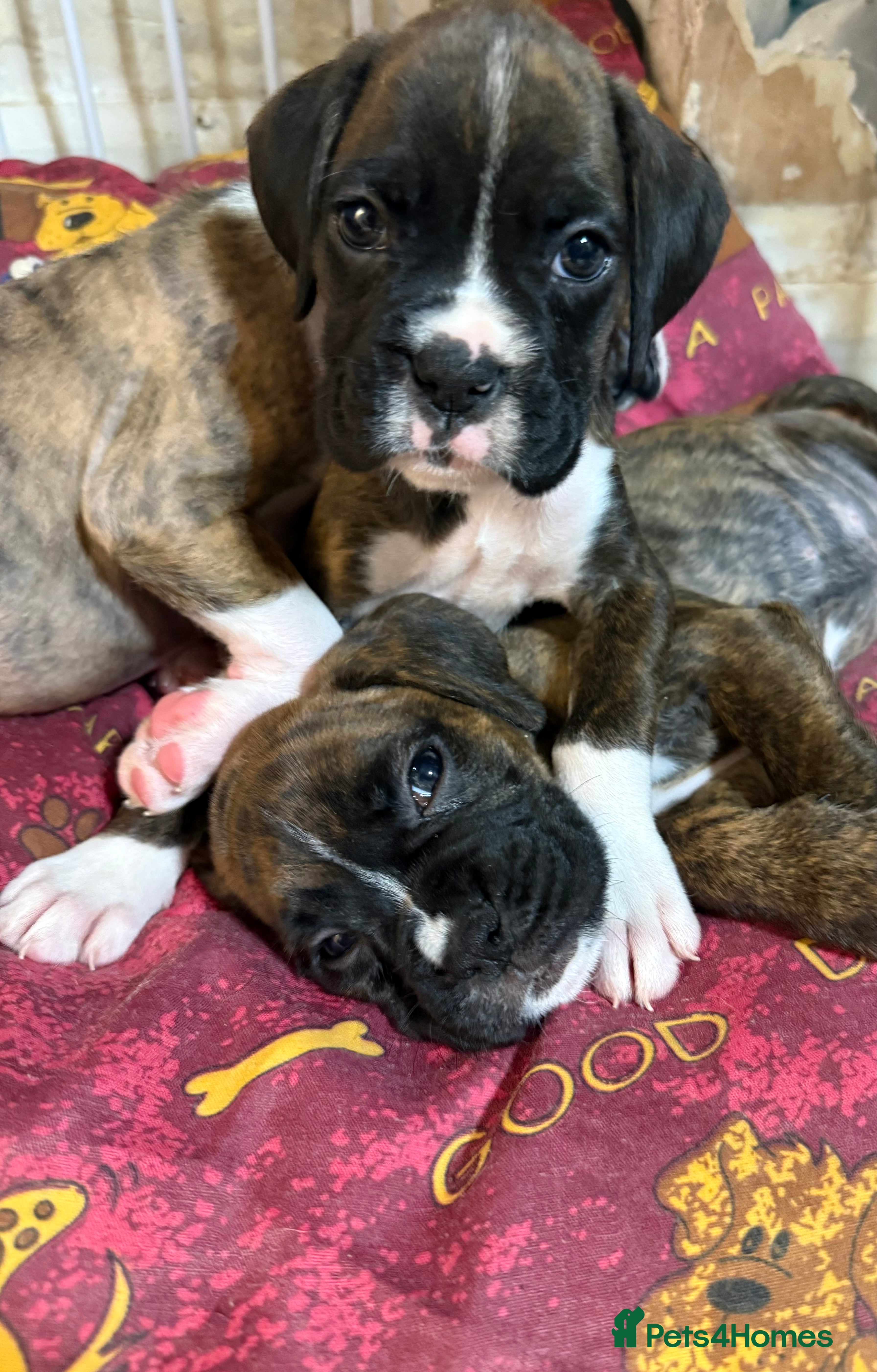 Boxer dogs K.C reg. both parents heart scored 0 - Advert 2