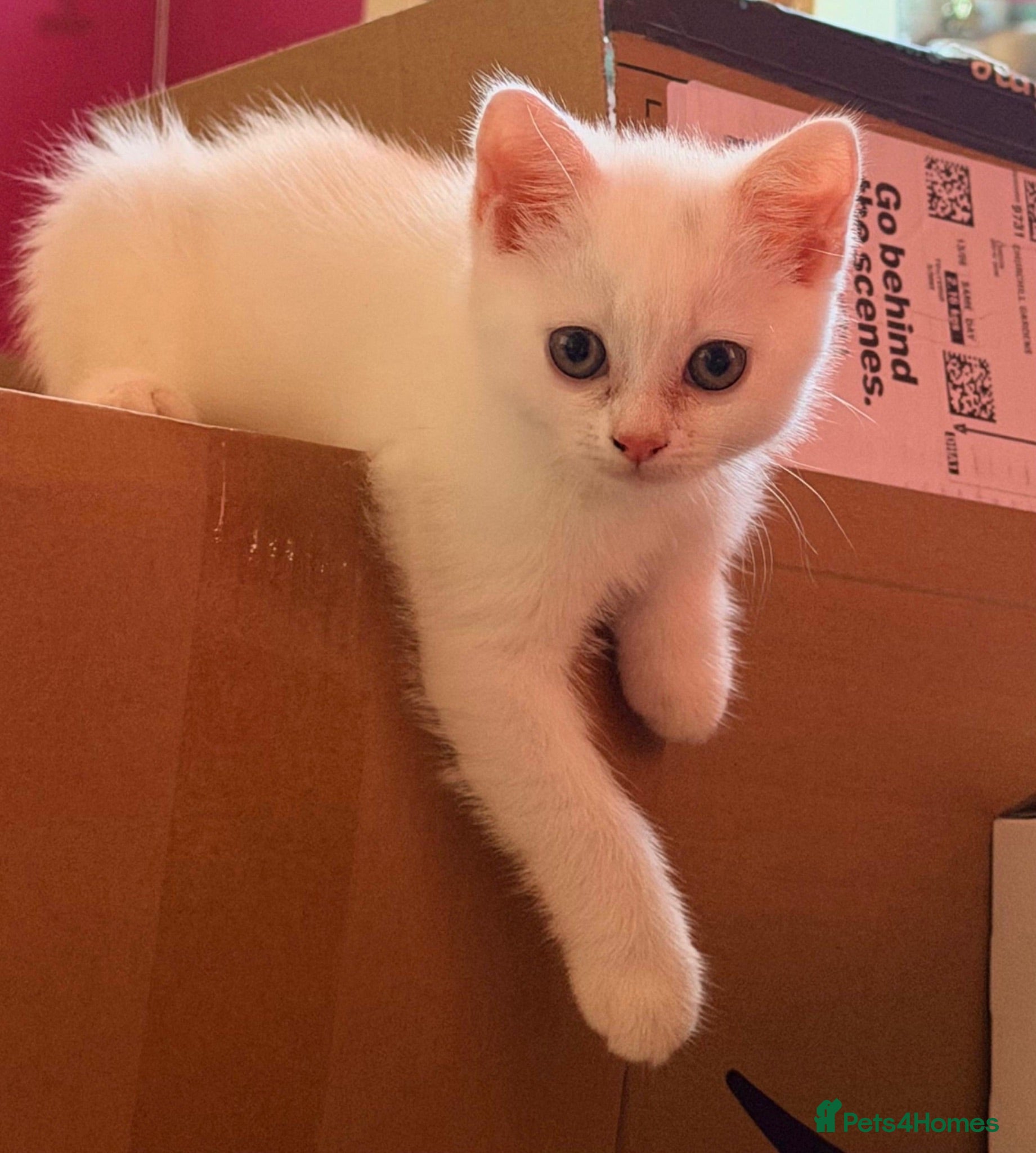 British Shorthair cats   Beautiful White British Shorthair Kitten  - Advert 15