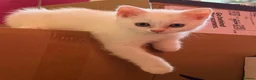 British Shorthair cats for sale:   Beautiful White British Shorthair Kitten  - Advert 1