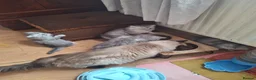 Persian cats for sale: Persian chinchilla  - Advert 4