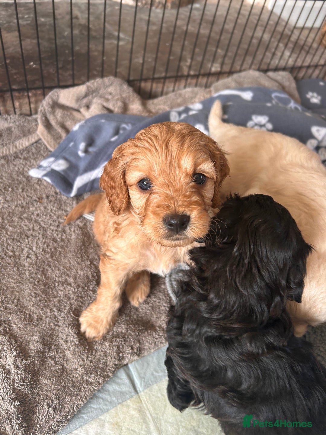 Cavapoochon dogs for sale: Cavapoochon 1 boy 1 girl left - Advert 9