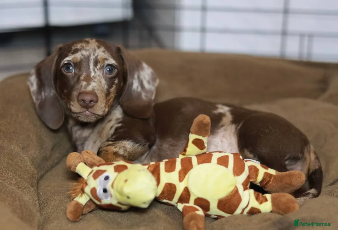 Dachshund dogs for sale: Pra clear KC REG MINIATURE Dachshundboy - Advert 1