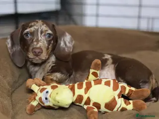 Dachshund dogs Pra clear KC REG MINIATURE Dachshundboy - Advert 14