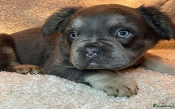 French Bulldog dogs for sale: Beautiful Fluffy Frenchie Pups - Advert 3