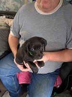 Mixed Breed dogs - Advert 2